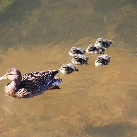 Les Griffons Bourdeilles