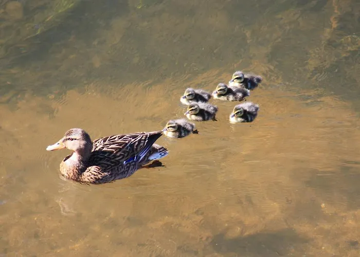 Les Griffons Bourdeilles